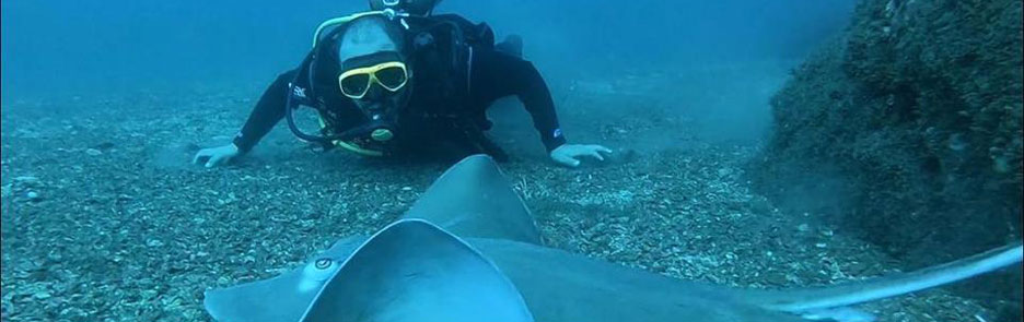 Diving Catalinas