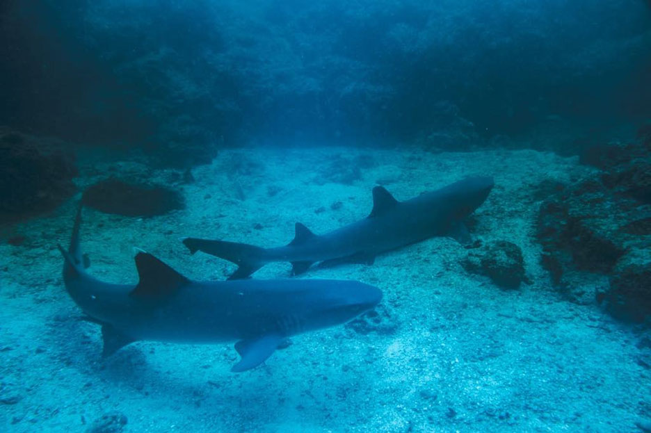 Bat Islands Scuba Tour