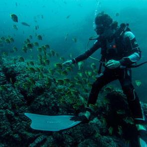 Diver with fish 