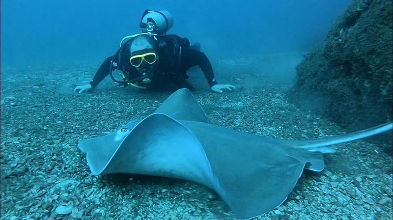 Rays and Diving 