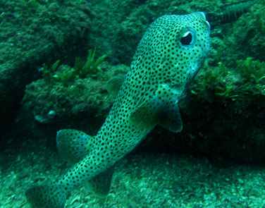 Local diving